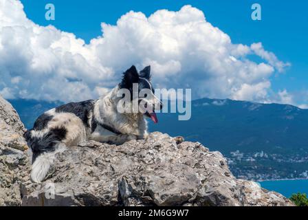 The dog is lying on a large stone against the background of mountains and white clouds. Stock Photo