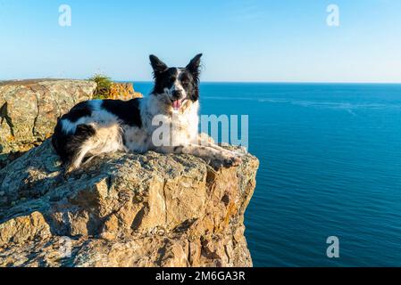 A border collie dog lies on a stone cliff on the seashore. Stock Photo