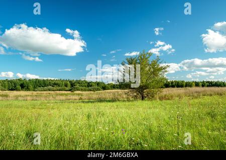 Lonely tree growing in a green meadow Stock Photo