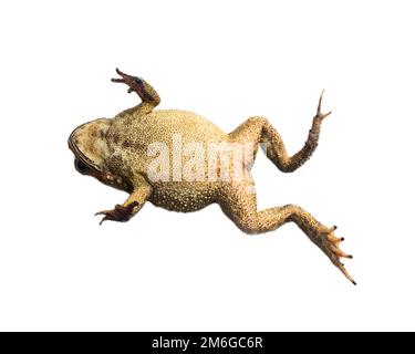 ÐŸÑ€Ð¾Ð²ÐµÑ€ÑÑ‚ÑŒ South Asian garden toad Stock Photo