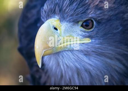 White-tailed eagle portrait Stock Photo