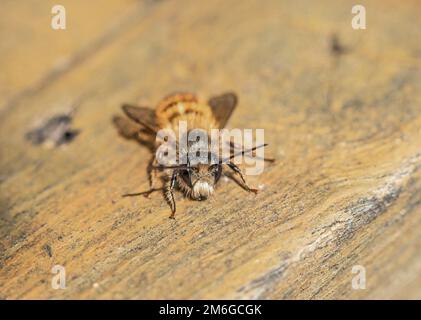 Red mason bee 'Osmia Rufa' male Stock Photo