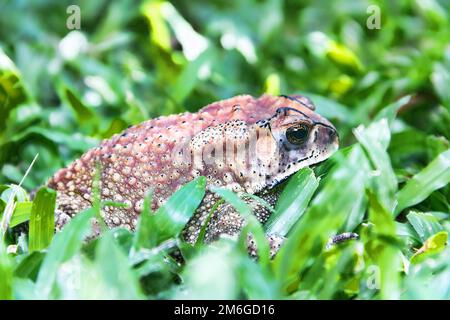 Ferguson's toad (Bufo fergusonii) in past Schneider's (dwarf) toad (Duttaphrynus Stock Photo