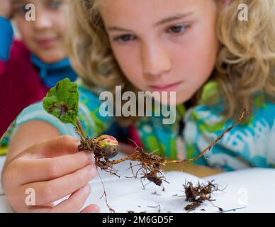 The Netherlands; girl looks at sprouted oak tree acorn during a biology lesson. Stock Photo
