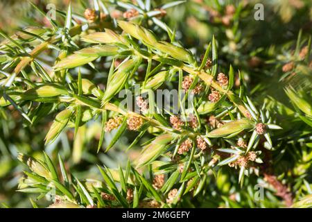 Wacholder, Blüten, blühend, Gemeiner Wacholder, Heide-Wacholder, Heidewacholder, Juniperus communis, Common Juniper, Juniper, Le Genévrier commun, Gen Stock Photo