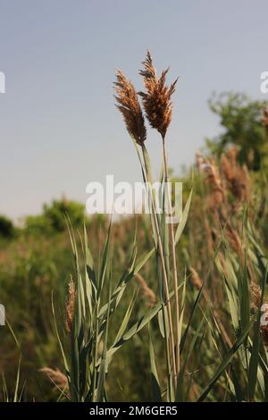 Wild wheatgrass growing in the sunny summer meadow against a clear blue sky. Stock Photo