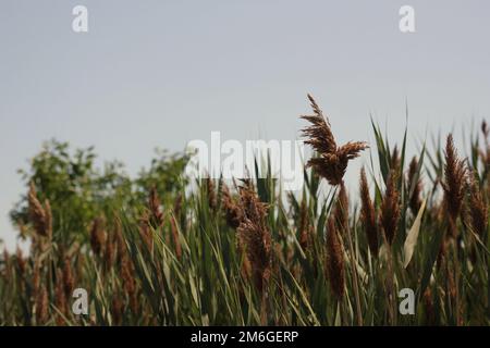 Wild wheatgrass growing in the sunny summer meadow against a clear blue sky. Stock Photo