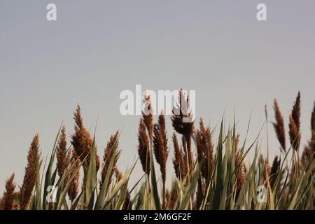 Wild wheatgrass growing in the sunny summer meadow against a clear blue sky. Stock Photo