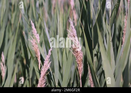 Wild wheatgrass growing in the sunny summer meadow. Stock Photo