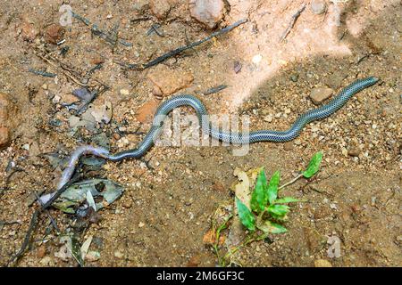 Snake swallows a large earthworm Stock Photo