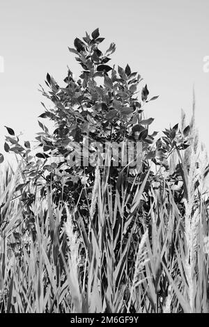 Wild plants and wheatgrass growing in the fields in a black and white monochrome. Stock Photo