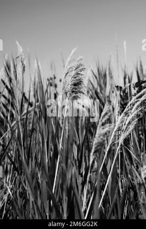 Wild plants and wheatgrass growing in the fields in a black and white monochrome. Stock Photo