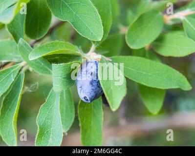 Ripe and juicy honeysuckle berries on green leaves. Vegetarian background, wildlife concept with green shrub, CLOSE-UP Stock Photo