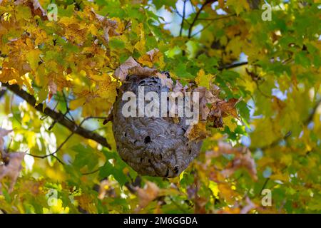 Abandoned hornet's nest on a tree Stock Photo