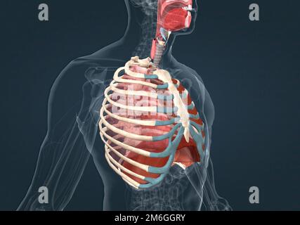 The diaphragm is a thin skeletal muscle that sits at the base of the ...