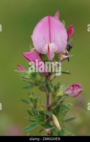 Natural vertical closeup on the pink flower of the rare Common Restharrow flower, Ononis repens , against a green background Stock Photo