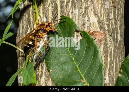 Eastern Cicada Killer - Sphecius speciosus Stock Photo