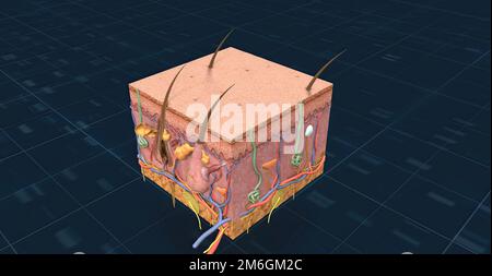 Anatomy Of The Skin, Showing The Epidermis, Dermis, And Subcutaneous 