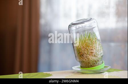 Young sprouted wheat in a glass jar on a dark with ears of wheat home Stock Photo