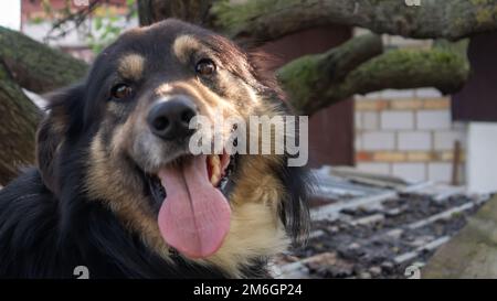 Portrait of an adult large dog in the yard of the house with his tongue hanging out. Black pet with brown eyes. Keeping a dog in Stock Photo