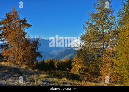 Lärchenwald im Herbst in Südtirol bei Meran und Bozen, Larch forest in ...