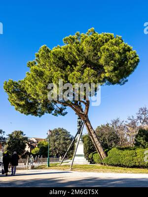 Italian stone pine held up by structure with blue skies during winter 2022 Stock Photo