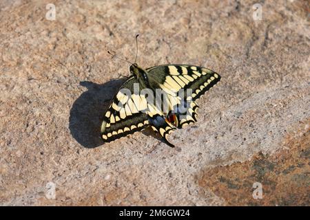 Iberian Swallowtail Stock Photo