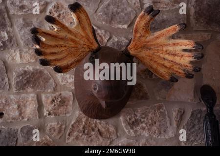 moose head mounted on wall Stock Photo