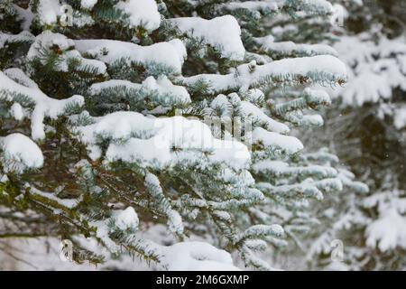 Pine branches in the forest under the snow. Freshly fallen snow in winter. Stock Photo