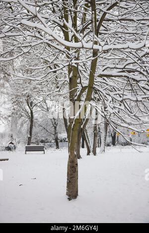 Tree without folliage in the snowy park covered with snow. Stock Photo