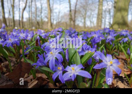 Bifolia Stock Photo