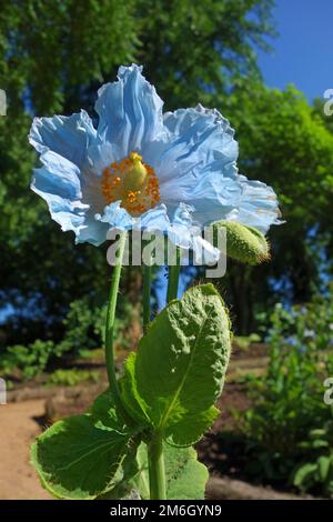 Blue or Tibetan poppy, Meconopsis betonicifolia Stock Photo