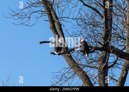 A pair of bald eagles sitting in a tree near Lake Michigan Stock Photo