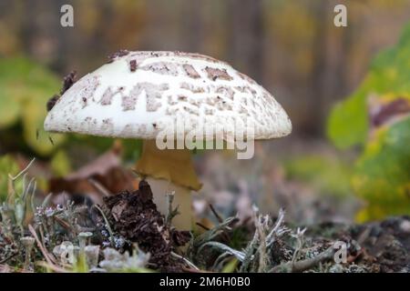 Toadstool mushroom white amanita Amanita citrina. A toxic, poisonous and hallucinogenic mushroom in needles and leaves against t Stock Photo