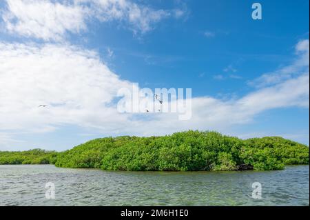 Bird frigate over the island Stock Photo