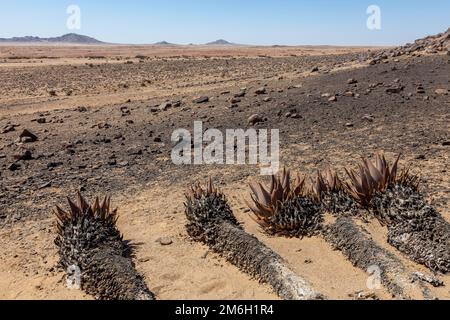 Aloe (Aloe hereroensis), Namib Naukluft National Park, Namibia Stock Photo  - Alamy