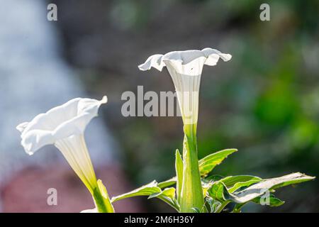 A Datura Stramonium flower in forest Stock Photo