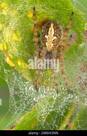 Oak leaf spider, oak spider (Aculepeira ceropegia), Hesse, Germany Stock Photo