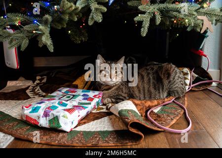 A closeup shot of a tabby cat lying down under a Christmas tree on a carpet Stock Photo