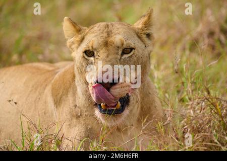 African lion (Panthera leo), female resting after feeding, Masai Mara National Reserve, Kenya Stock Photo