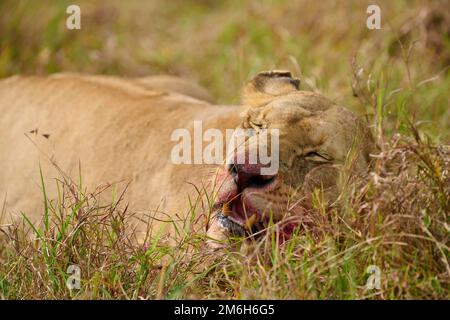 African lion (Panthera leo), female resting after feeding, Masai Mara National Reserve, Kenya Stock Photo