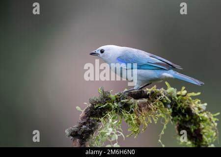 Blue (Thraupis episcopus) Tanager also called Bishop Tanager, Boca Tapada Region, Costa Rica Stock Photo