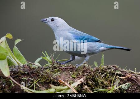 Blue Tanager also called blue-gray tanager (Thraupis episcopus) with Bromeliad, Boca Tapada Region, Costa Rica Stock Photo