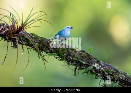 Blue Tanager also called blue-gray tanager (Thraupis episcopus) with Bromeliad, Boca Tapada Region, Costa Rica Stock Photo