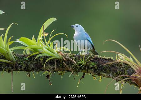 Blue Tanager also called blue-gray tanager (Thraupis episcopus) with Bromeliad, Boca Tapada Region, Costa Rica Stock Photo