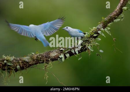 Blue (Thraupis episcopus) Tanager also called Bishop Tanager, Boca Tapada Region, Costa Rica Stock Photo