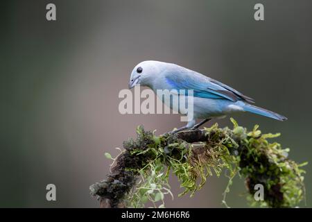 Blue (Thraupis episcopus) Tanager also called Bishop Tanager, Boca Tapada Region, Costa Rica Stock Photo