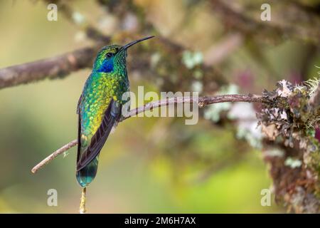 Mexican violetear (Colibri thalassinus), lives in the highlands, Cordillera de Talamanca, Costa Rica Stock Photo