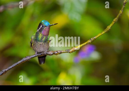 Purple-throated nymph (Lampornis calolaemus), male, Monteverde rainforest, Costa Rica Stock Photo