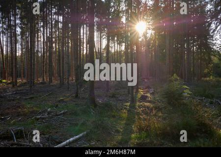 Sun sets behind trees in the Veluwe forest Stock Photo